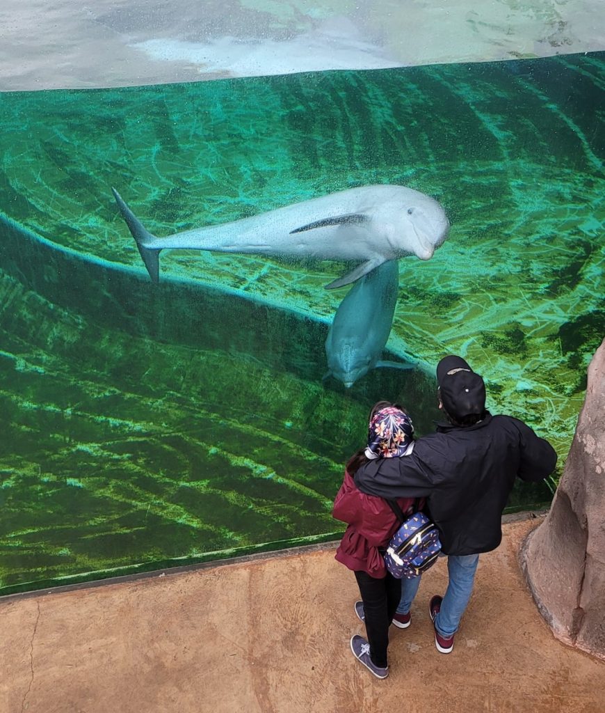 One of the fun things to do in Gulfport, Mississippi is the bottlenose dolphin exhibit at the aquarium.