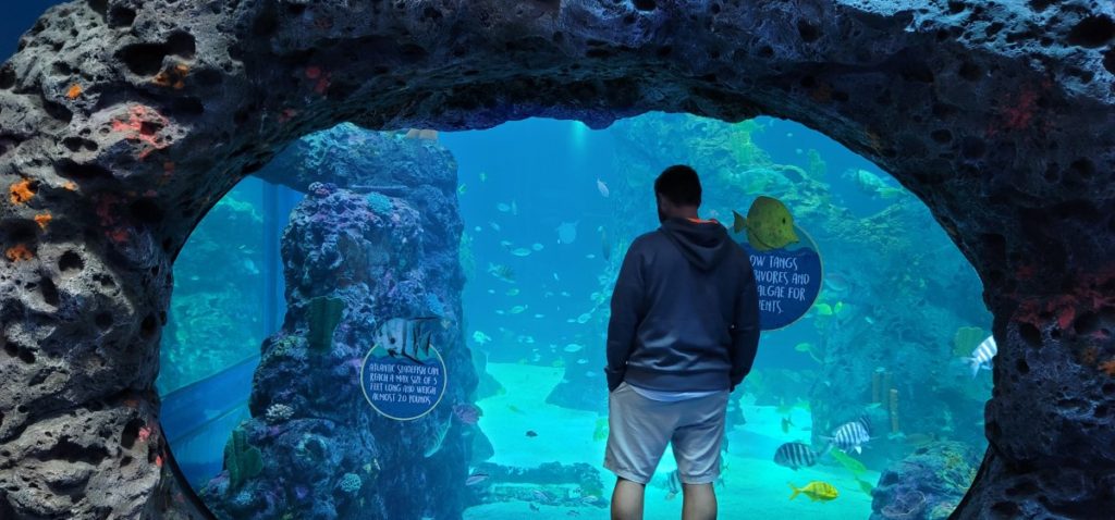 Large fish tank surrounded by grotto at the Mississippi Aquarium in Gulfport.