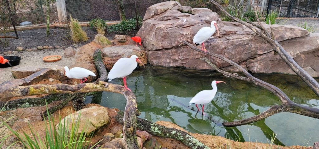 Bird aviary at the aquarium in Gulfport, Mississippi.