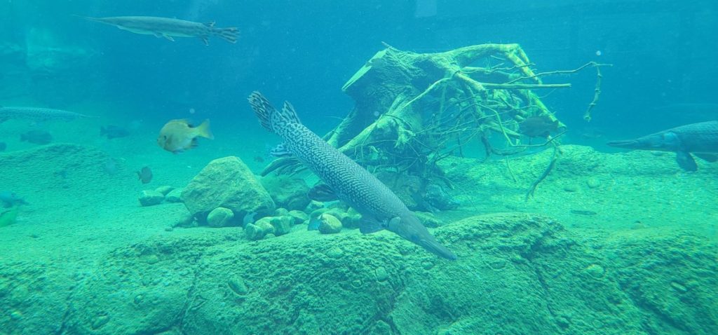 Gar fish at the river exhibit at the Gulfport Aquarium.