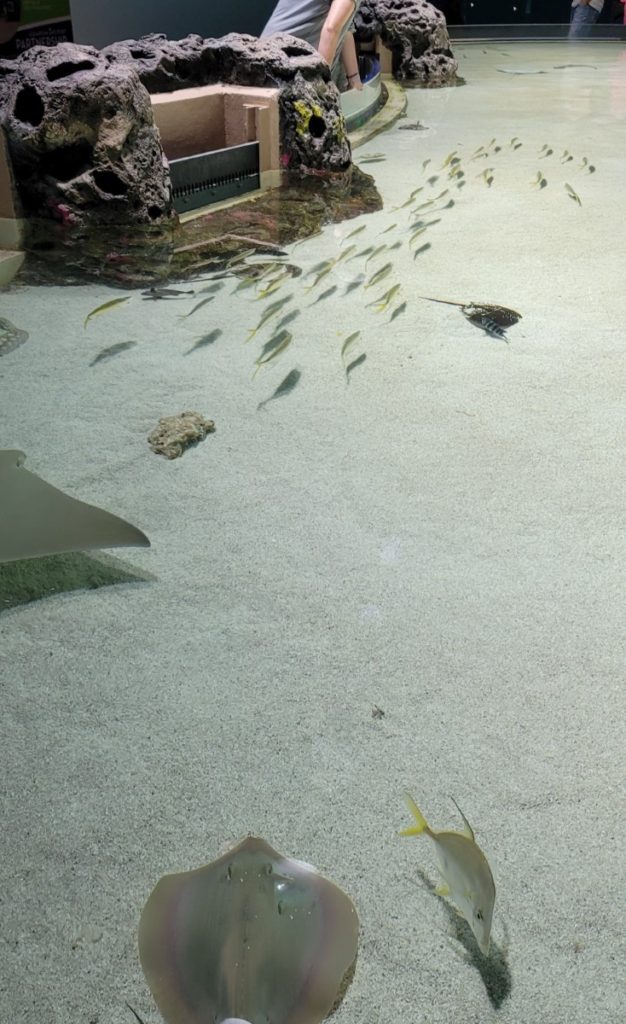 Stingray encounter.