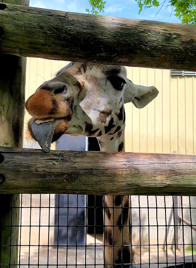 The Dickerson Park Zoo is one of the fantastic things to do in Springfield, MO with kids. It's the perfect-sized zoo for a fun family day.