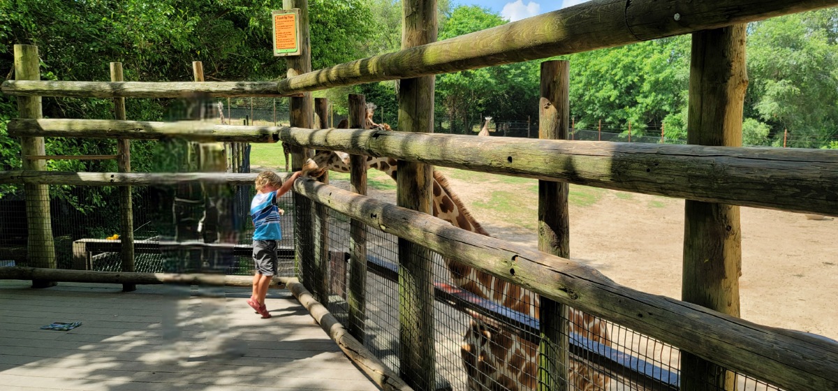 The giraffe deck at Dickerson Park Zoo is one of the most unique things to do in Springfield, MO.