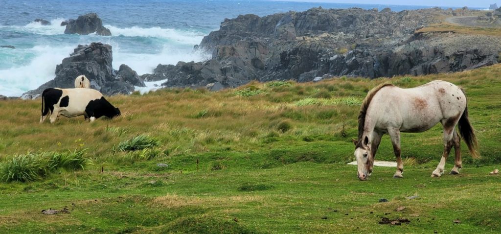If you're looking for things to do on the east coast of Newfoundland add Dungeon Provincial Park to your itinerary. You'll find cows and horses grazing on dramatic cliffs overlooking the wild Atlantic.
