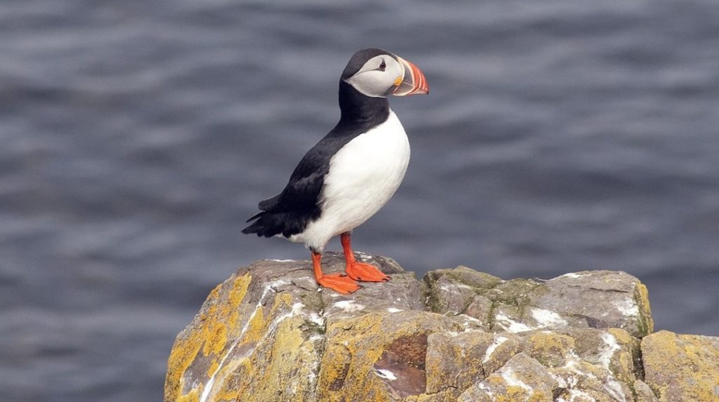 A puffin standing on a rock overlooking water.