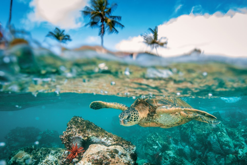 Charismatic megafauna and ambassador of Hawaiian reefs are the green sea turtle,