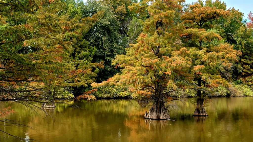 Beautiful cypress trees turning orange for the fall season at Horseshoe Lake in Illinois.