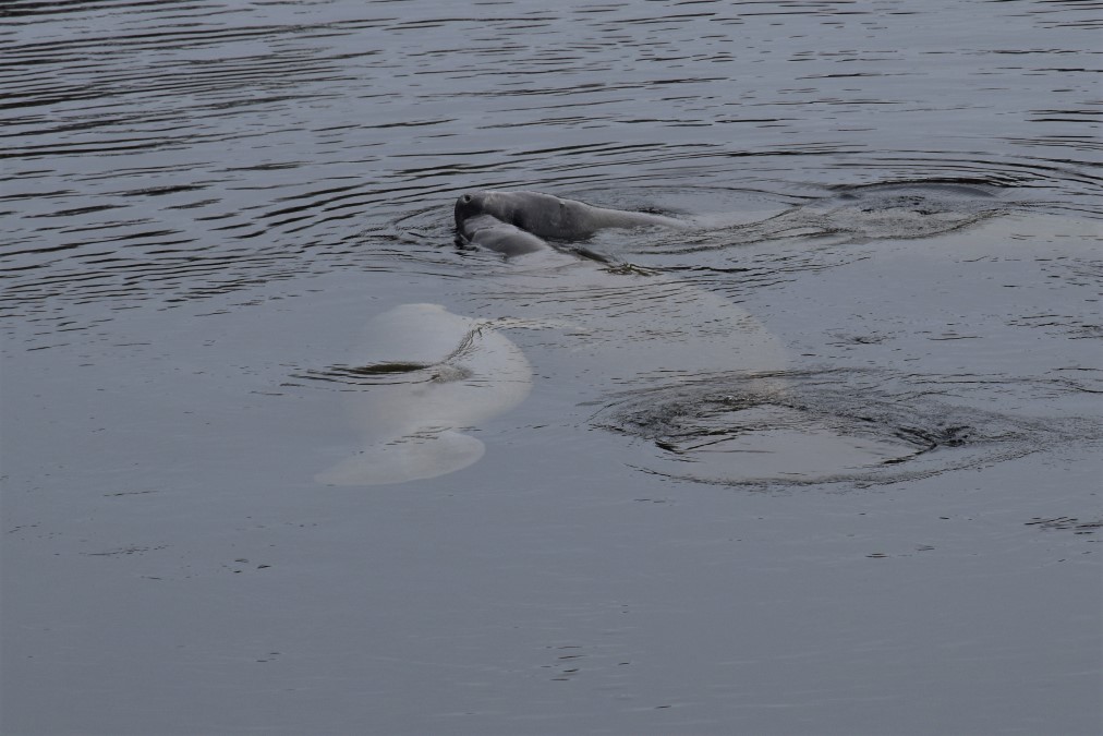 Three manatees swimming at Wakulla Springs State Park in Tallahassee.