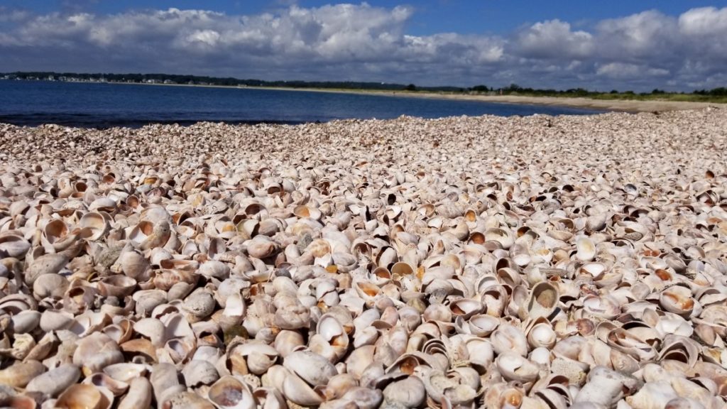 An entire beach of big shells at Bluff Point Beach.