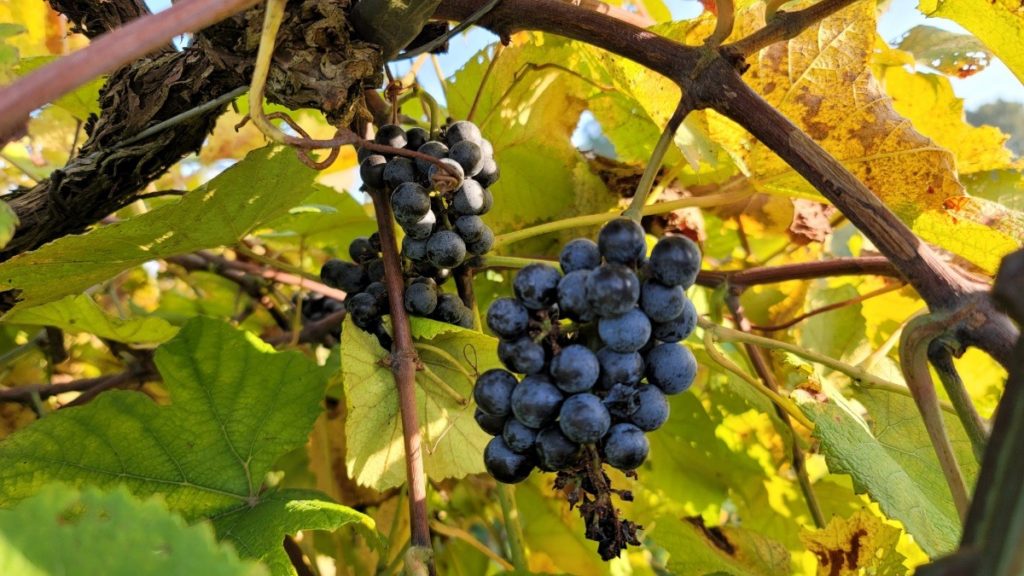 There are a variety of grapes grown on the southern Illinois wine trail including Chambourcin, Norton, and Cabernet Franc.
