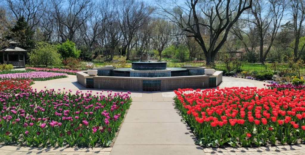 Tulips surrounding a big water fountain at the Wichita Botanical Gardens.