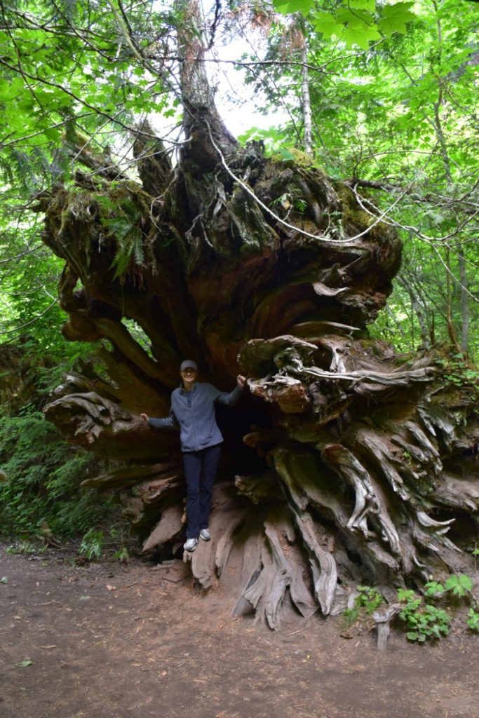 Roots from a huge downed tree in Mt Rainier.