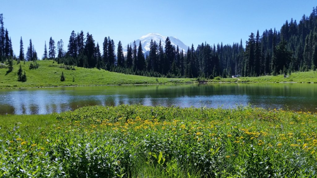 Wildflowers around Tipsoo Lake.