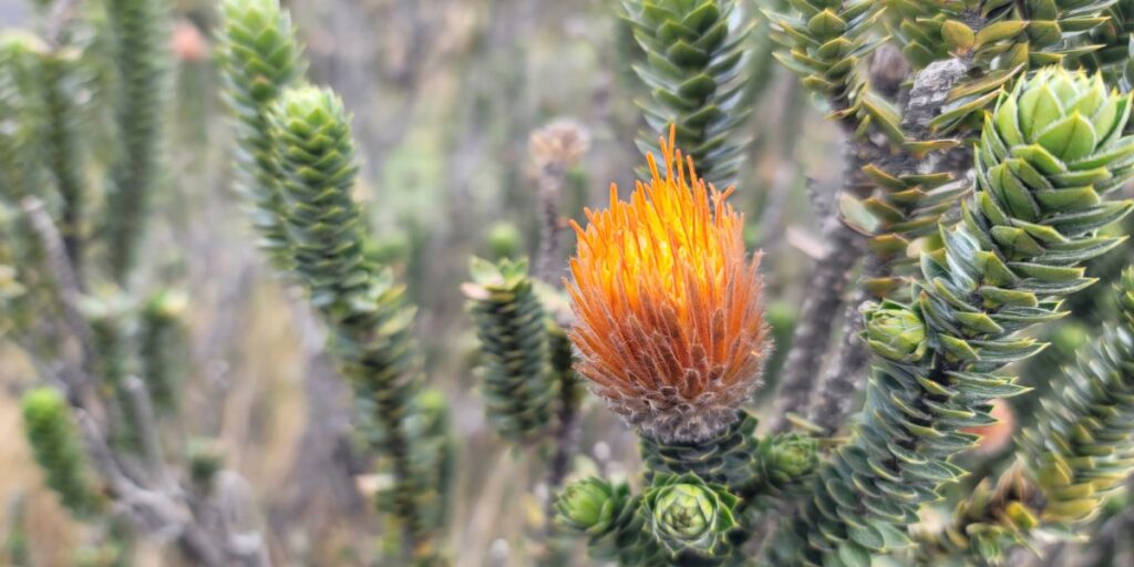 Orange bloom on the tip of a cactus.