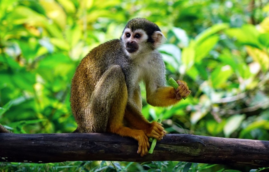 One of the cutest Ecuador Amazon animals is the squirrel monkey.