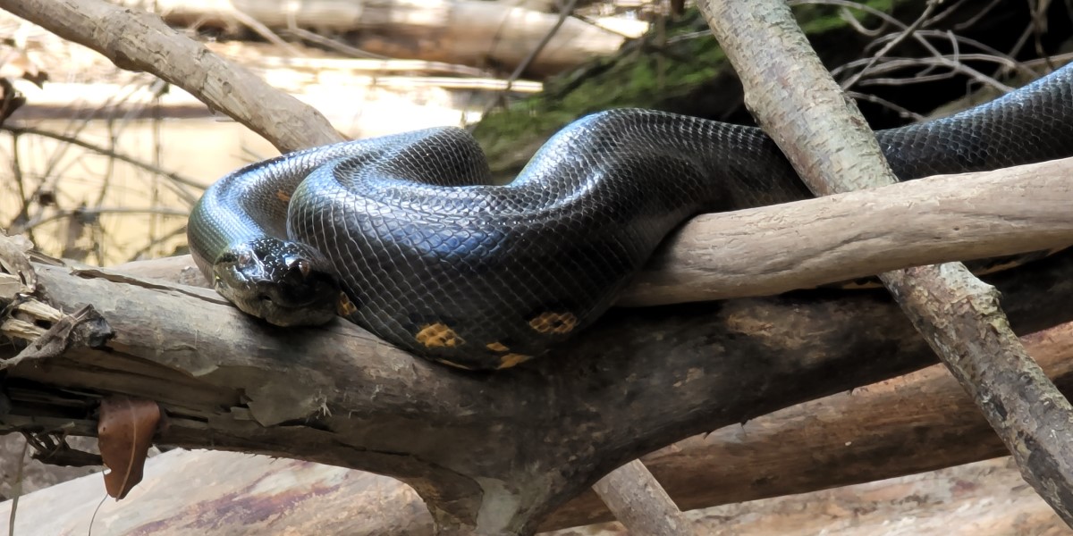 An anaconda, the largest snake found in the Amazon.