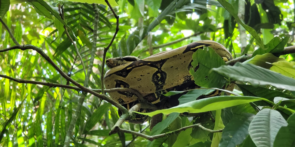 An Amazon boa constrictor.