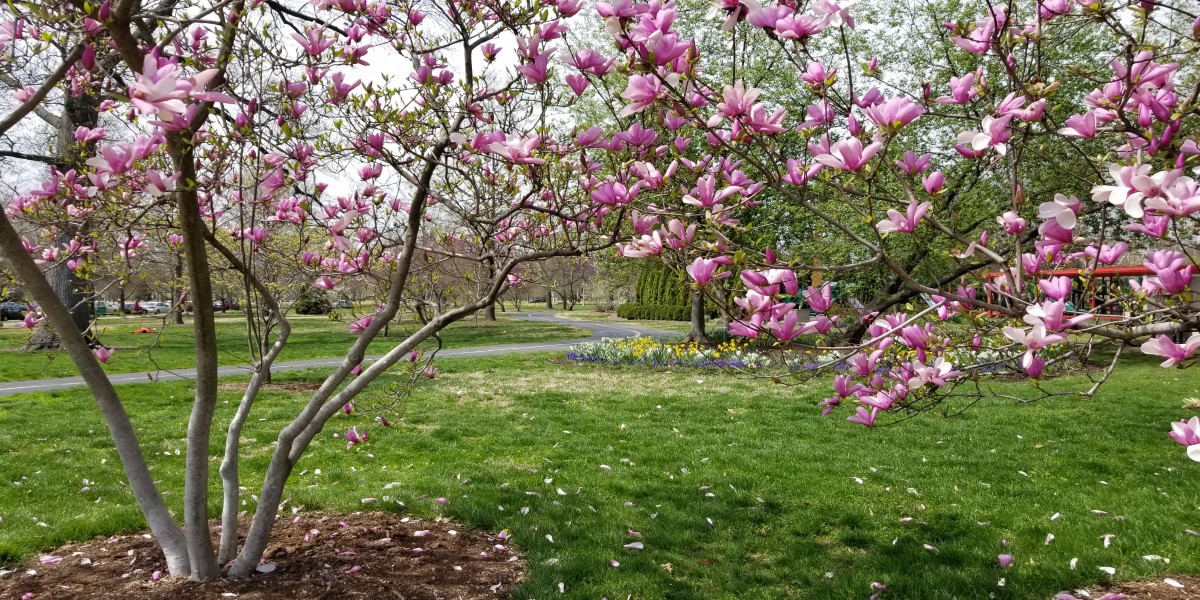 Blossoming dogwood trees in Forest Park on a stroll, one of the free things to do in St Louis.