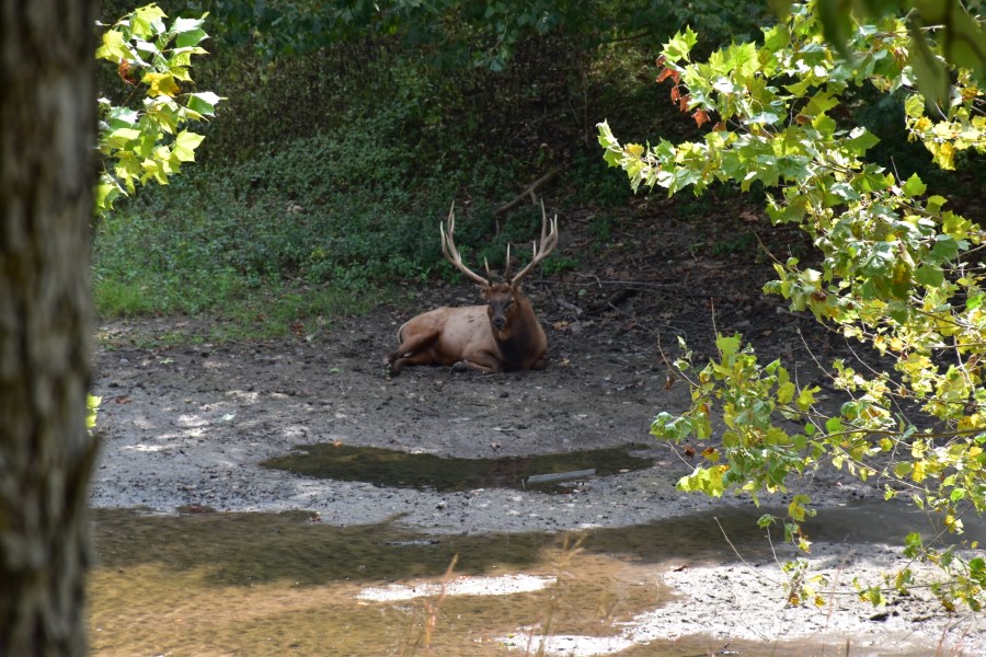 Elk at Lone Elk Park