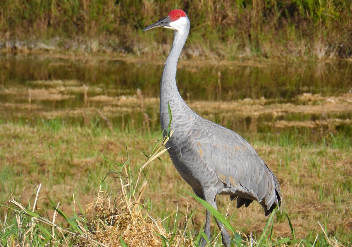 The Mississippi Sandhill Crane