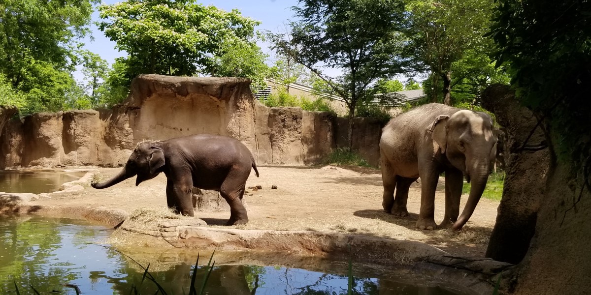 The elephants at the St Louis Zoo.