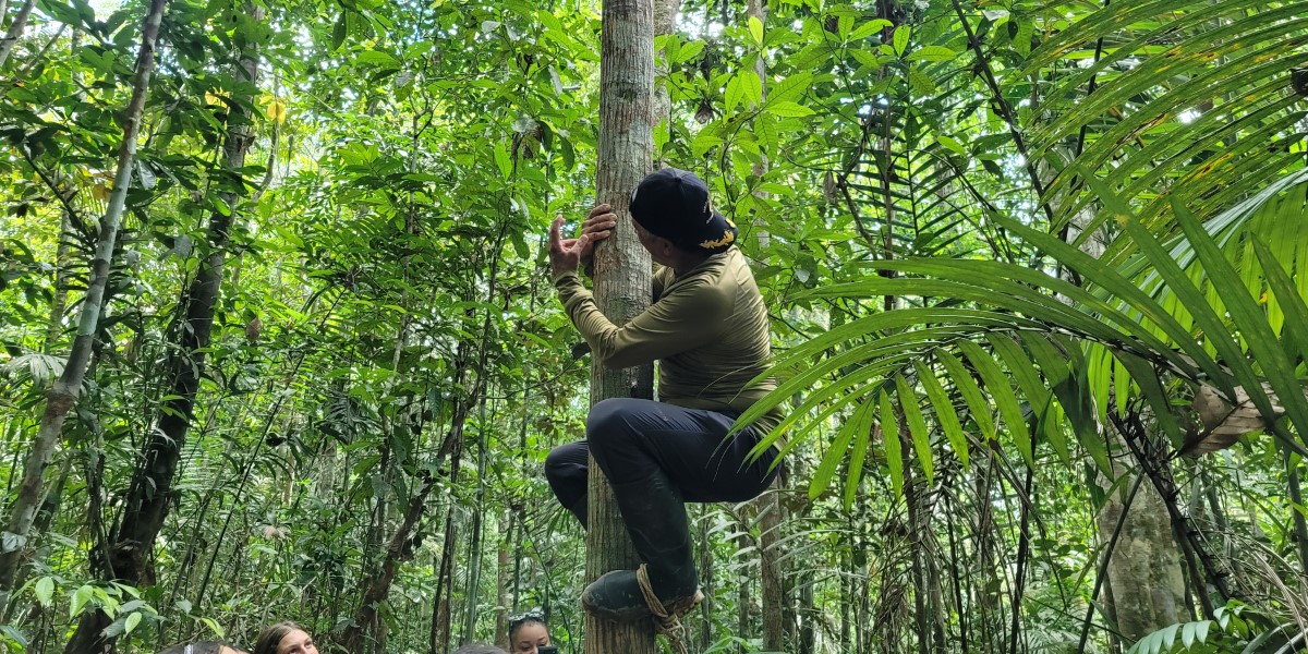 A travel guide climbing a tree.