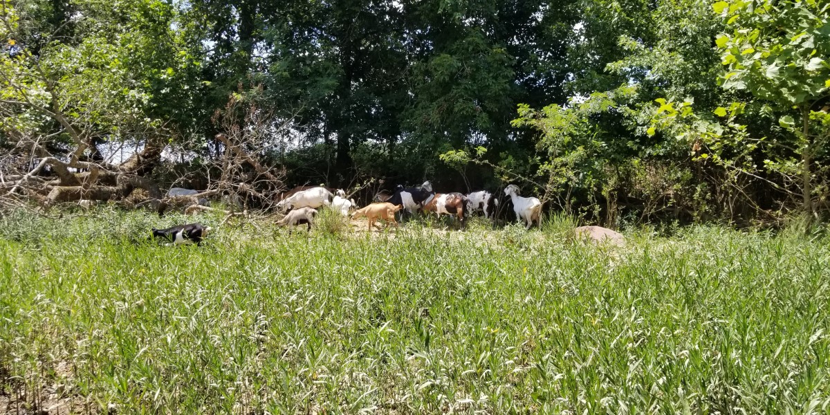 Goats in the Ozarks.
