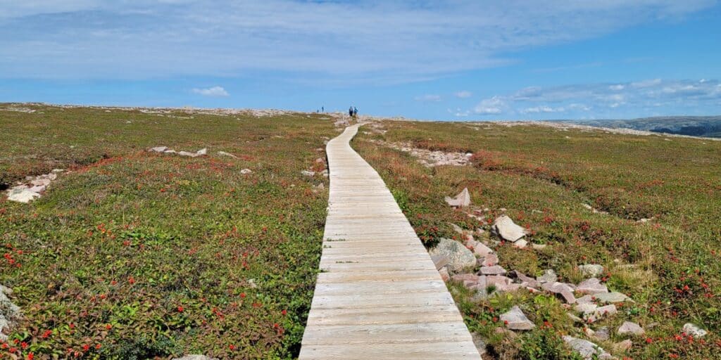 Wildflowers growing along the boardwalk.