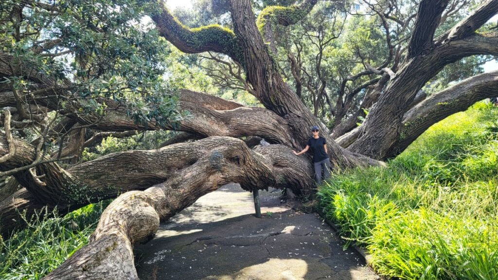 A sprawling Pohutukawa tree in Emily Place Reserve.