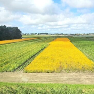 Netherlands by Train: All You Need to Know