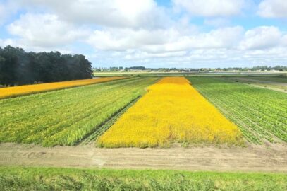 A view of farm fields with rows of yellow flowers.
